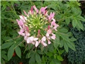 cleoma